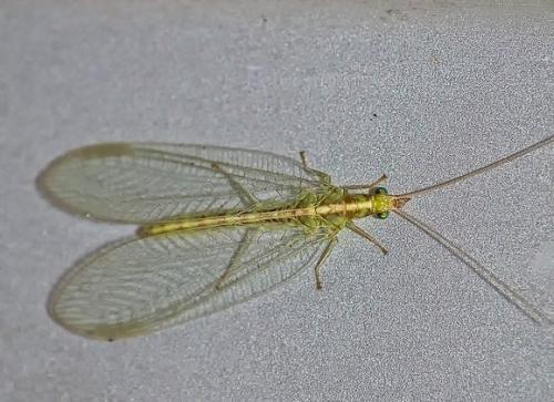 Chrysoperla sp.